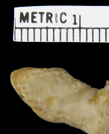 Media type: image;   Herpetology R-20682
